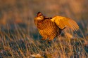 Greater Prairie-Chicken (Tympanuchus cupido)